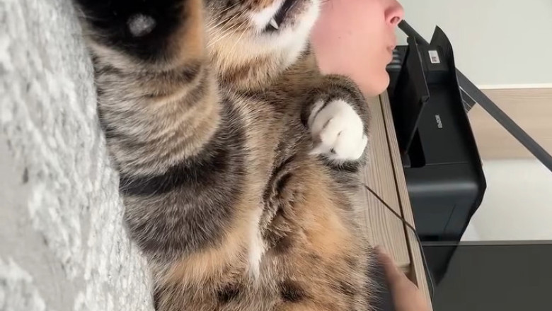 This Cat’s Reaction to Music Will Melt Your Heart 🎵🐱
