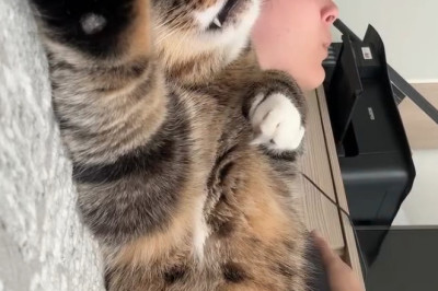This Cat’s Reaction to Music Will Melt Your Heart 🎵🐱