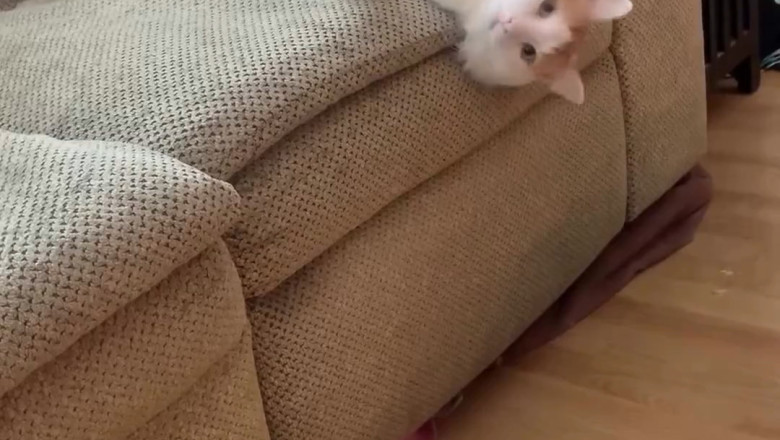 This Cat’s Sofa Lounging Game Is Unbeatable