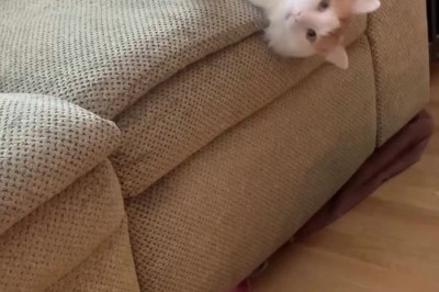 This Cat’s Sofa Lounging Game Is Unbeatable