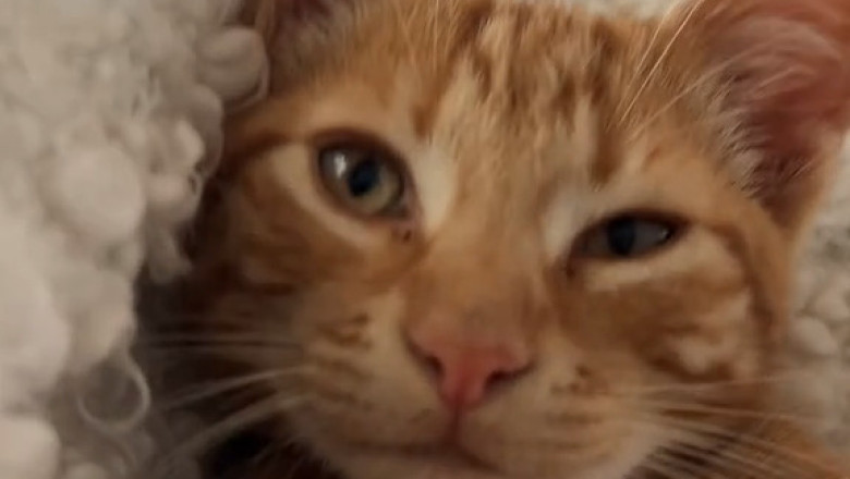 This Romantic Cat Stole My Heart (And My Date)
