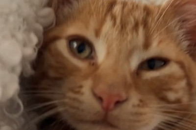 This Romantic Cat Stole My Heart (And My Date)