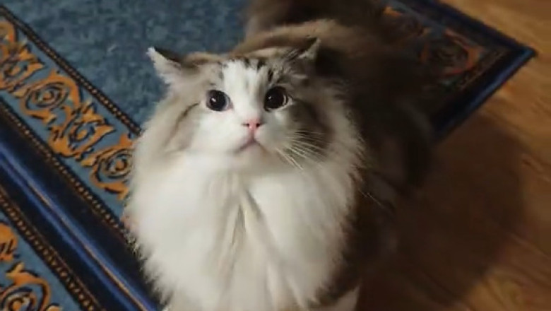 The Most Wonderful Cat You’ll Meet This Week
