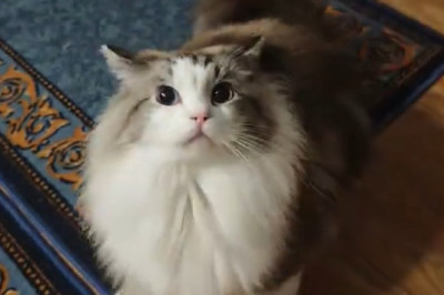 The Most Wonderful Cat You’ll Meet This Week