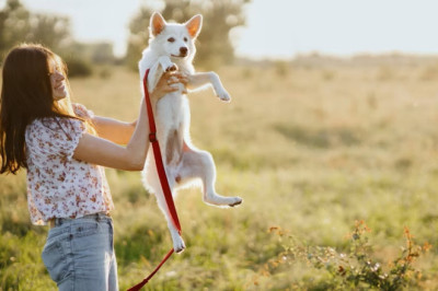 Massachusetts Animal Shelters See Surge in Pet Adoptions Through Community Outreach Programs