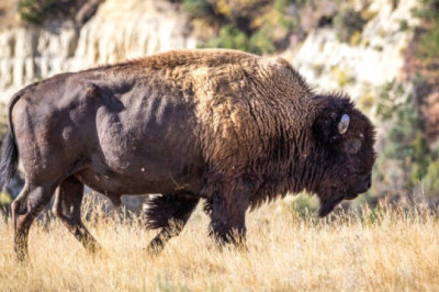 North Dakota Bison Herds Thrive as Conservation Efforts Boost Prairie Wildlife