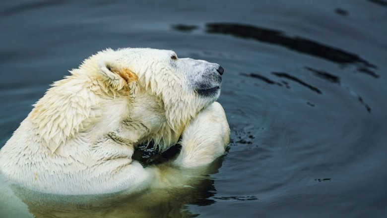 Unleashing the Fury: A Call to Arms Against Injustice, Exploitation, and the Wanton Destruction of Our Natural World!