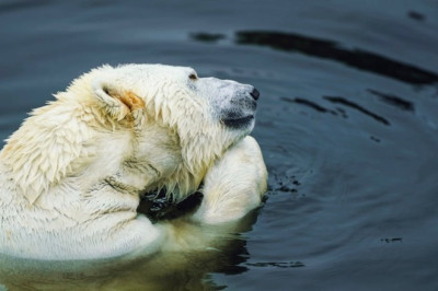 Unleashing the Fury: A Call to Arms Against Injustice, Exploitation, and the Wanton Destruction of Our Natural World!