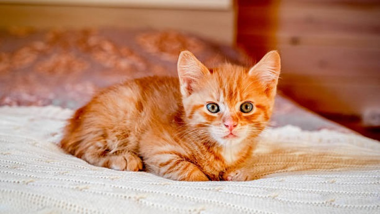 How to Socialize a Kitten: Practical Tips for Caring Owners