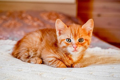 How to Socialize a Kitten: Practical Tips for Caring Owners