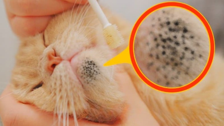Incredible Chase: Woman Uncovers Shocking Truth After Being Followed by a Vet