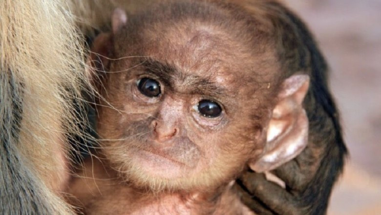 Incredible Zoo Find: DNA Results Spark Controversy Over Mixed-Ancestry Baby