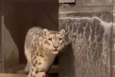Leopard Learns There's Always a Bigger Fish: A Wild Kitchen Sink Moment at a Japanese Zoo