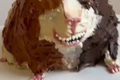 Monday Mood: Guinea Hamsters Bake a Cake