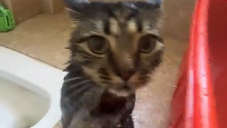 Sink or Swim: Cat Takes a Bath in the Cutest Splashfest