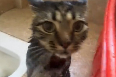 Sink or Swim: Cat Takes a Bath in the Cutest Splashfest