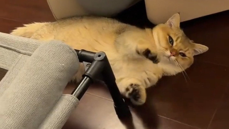 When a Cat Hugs Itself: Pure Cuteness Overload