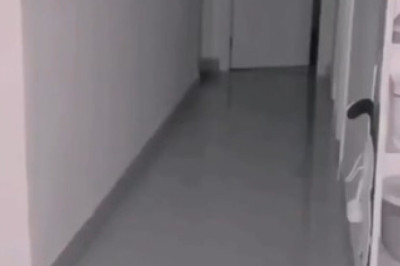 This Cat Brightens Up a House in the Most Unexpected Way