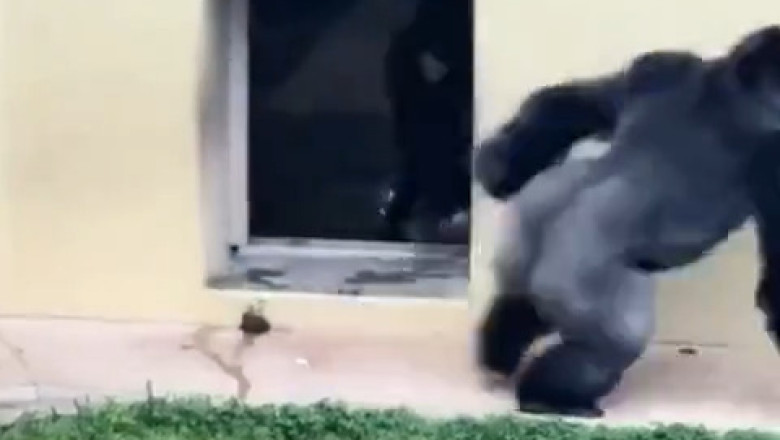 This Gorilla Meets Her Cousin and Loses It – You Won’t Believe Her Reaction!