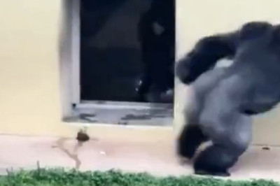 This Gorilla Meets Her Cousin and Loses It – You Won’t Believe Her Reaction!
