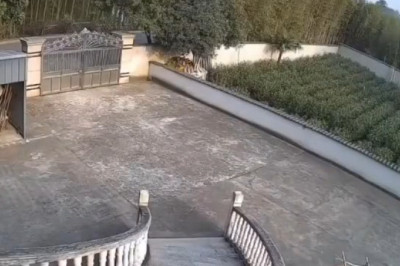 This Pig Just Destroyed a Door Like It Was Nothing