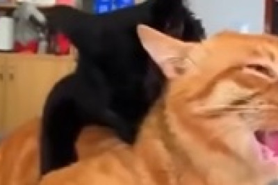 Cat Bites Cat: Instant Karma in a Living Room