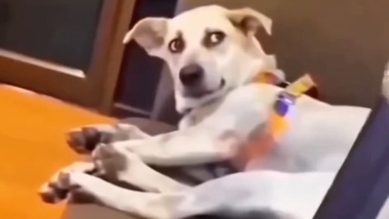 Dog Reacts to Singer's Voice: Instant Soul Gaze