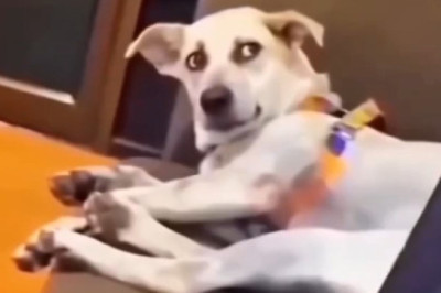 Dog Reacts to Singer's Voice: Instant Soul Gaze