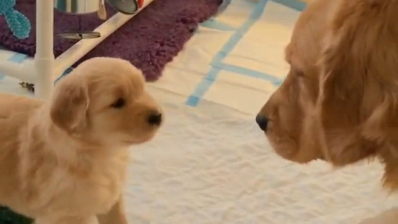 Fatherly Love: A Dog and His Beloved Pups