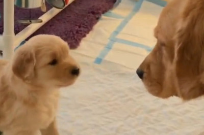 Fatherly Love: A Dog and His Beloved Pups