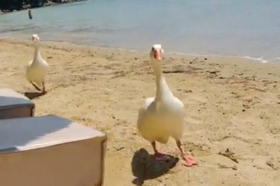 Goose Orders Food on the Beach: Beachfront Brunch Drama