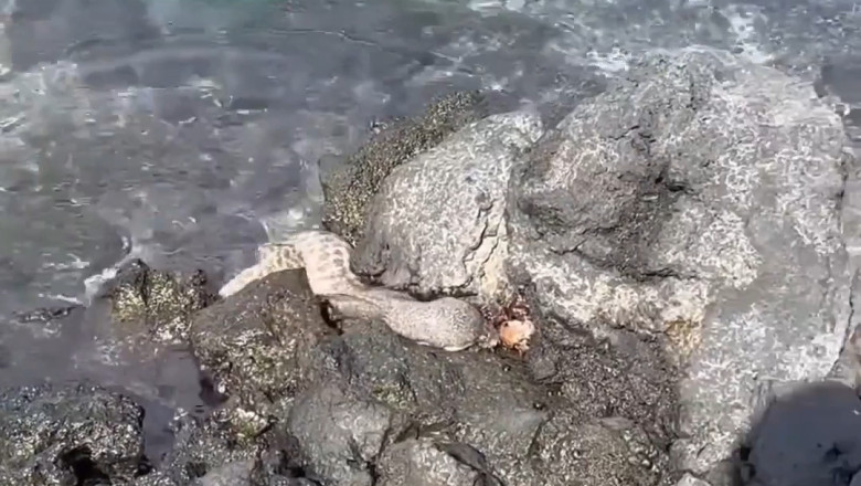 Moray Eel vs Crab: Hunter in the Hidden Reef