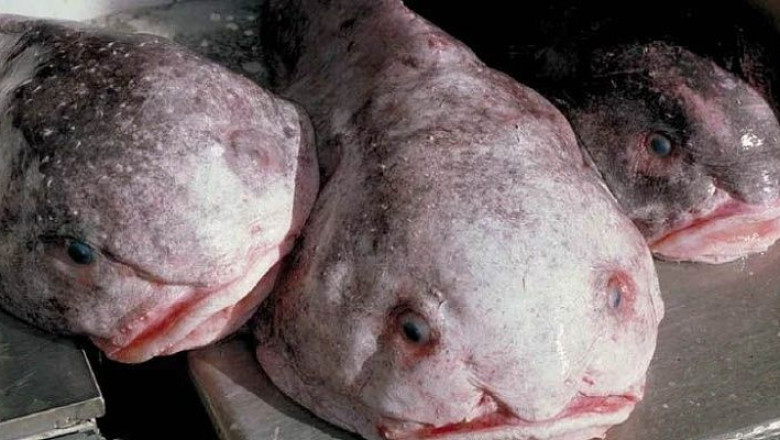 The Blobfish: A Tragic Beauty Misunderstood by the World