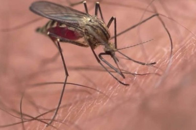 The Bloodless Future: Can We Teach Mosquitoes to Love Sugar?