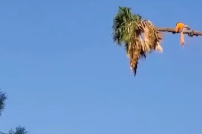 This Tree Cutting Changed Everything...