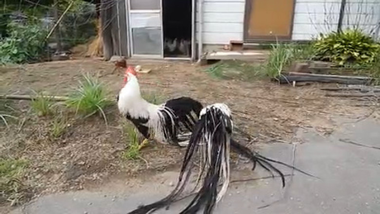 Country Chickens: The Most Relaxing Farm Video You'll Watch Today
