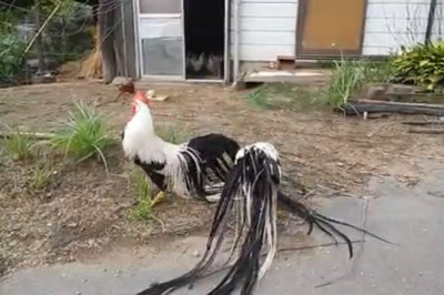 Country Chickens: The Most Relaxing Farm Video You'll Watch Today