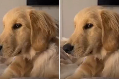 Golden Retriever Is Offended After Owner Does the Unimaginable