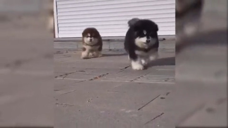 Small Dogs, Big Joy: 60 Seconds of Pure Happiness