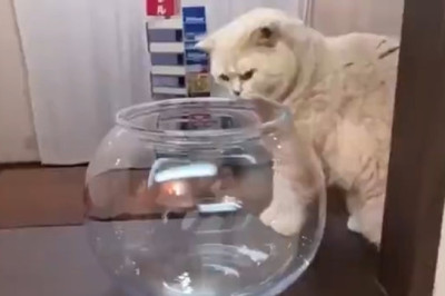The Lead Cat: Watch Her Boss Around the Whole Farm