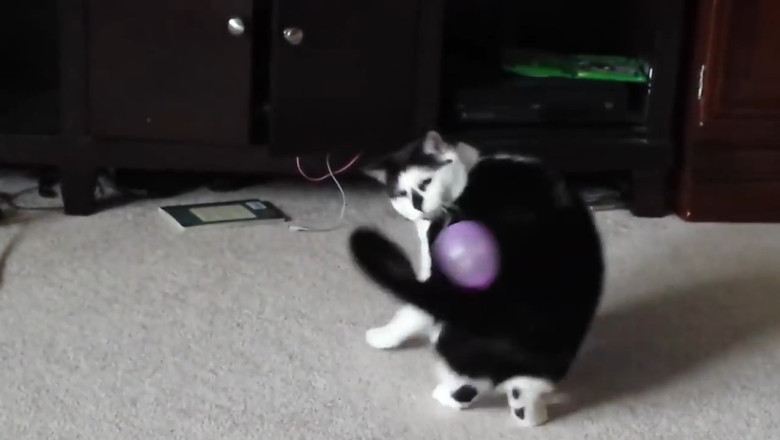 Cat Forgets How to Cat — Falls Off Counter While Trying to Look Cool