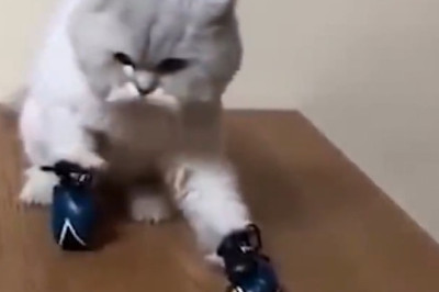 Cat Tries to Be Dramatic, Slips Off Bed Like a Cartoon Villain