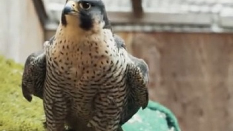 Parrot Roasts His Owner's Singing — Then Does the Dance Move of the Year