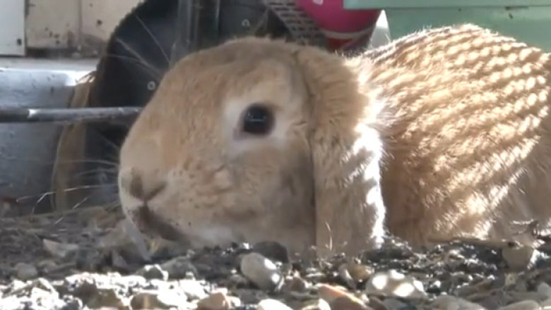 Rabbit Tries to Jump on Couch, Miscalculates Entirely, Blames the Dog