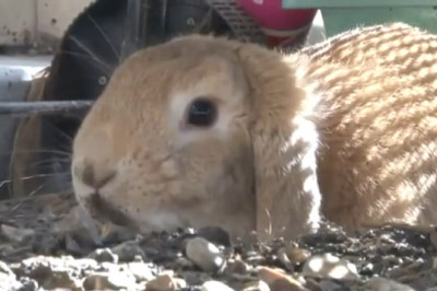Rabbit Tries to Jump on Couch, Miscalculates Entirely, Blames the Dog
