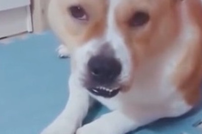 Title: Dog Tries to Sneak a Treat, Gets Caught by the One Person He Least Expected
