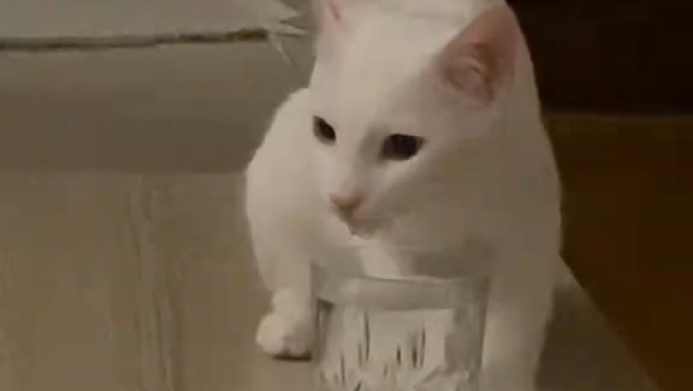 Expert in Mischief: Level 100 Chaos Gremlin Caught on Camera