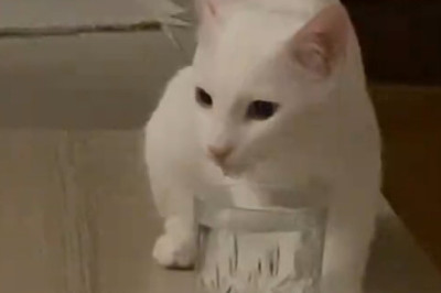 Expert in Mischief: Level 100 Chaos Gremlin Caught on Camera