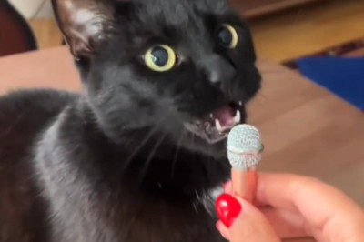 This Cat Thinks It’s a Rockstar – Wait Until You Hear the Vocals 🎤
