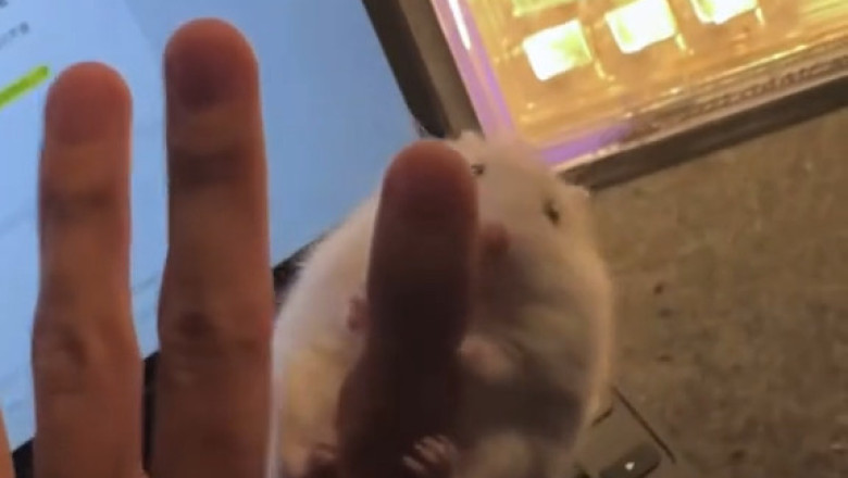 This Hamster Has No Idea What’s Happening – And I Can’t Stop Laughing